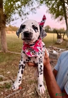 Dalmatian dogs Female 1 - Ad 2