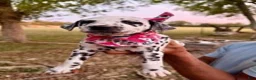 Dalmatian dogs for sale: Female 1 - Ad 5