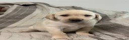Labrador Retriever dogs for sale: Labrador Retriever 1 - Ad 4