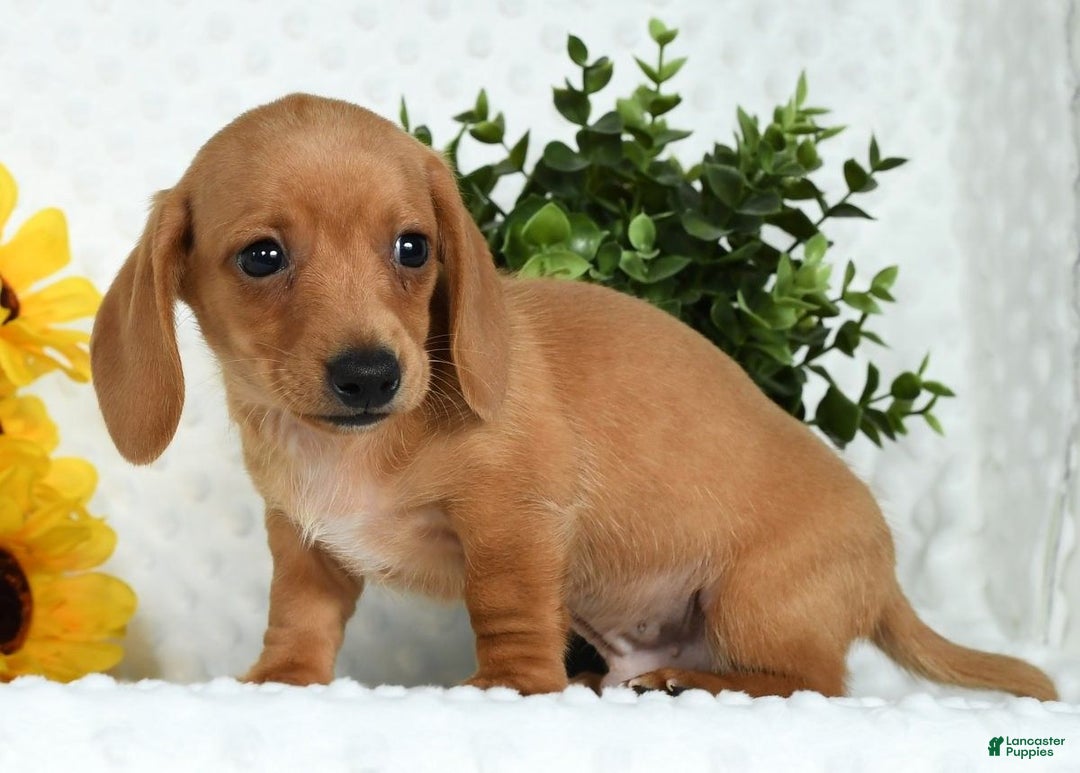 Miniature Dachshund dogs for sale: Toby Short Hair - Ad 10