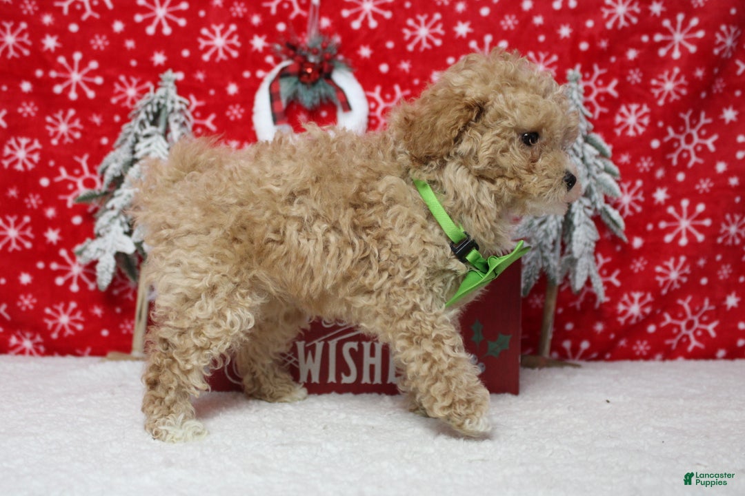 Havapoo dogs for sale: Foxtrot  - Ad 9