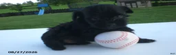 Yorkiepoo dogs for sale: Jack - Ad 12