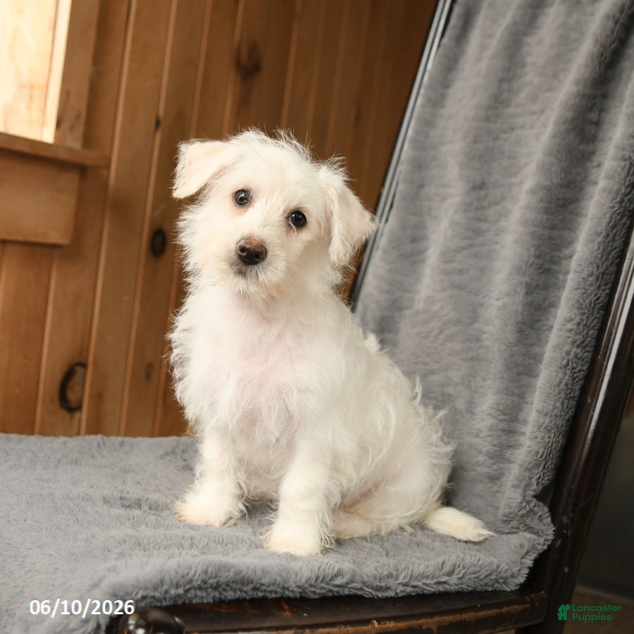 Westiepoo dogs Rosa  - Ad 2