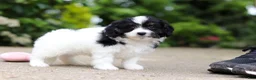 Cavapoo dogs for sale: Hunter - Ad 6