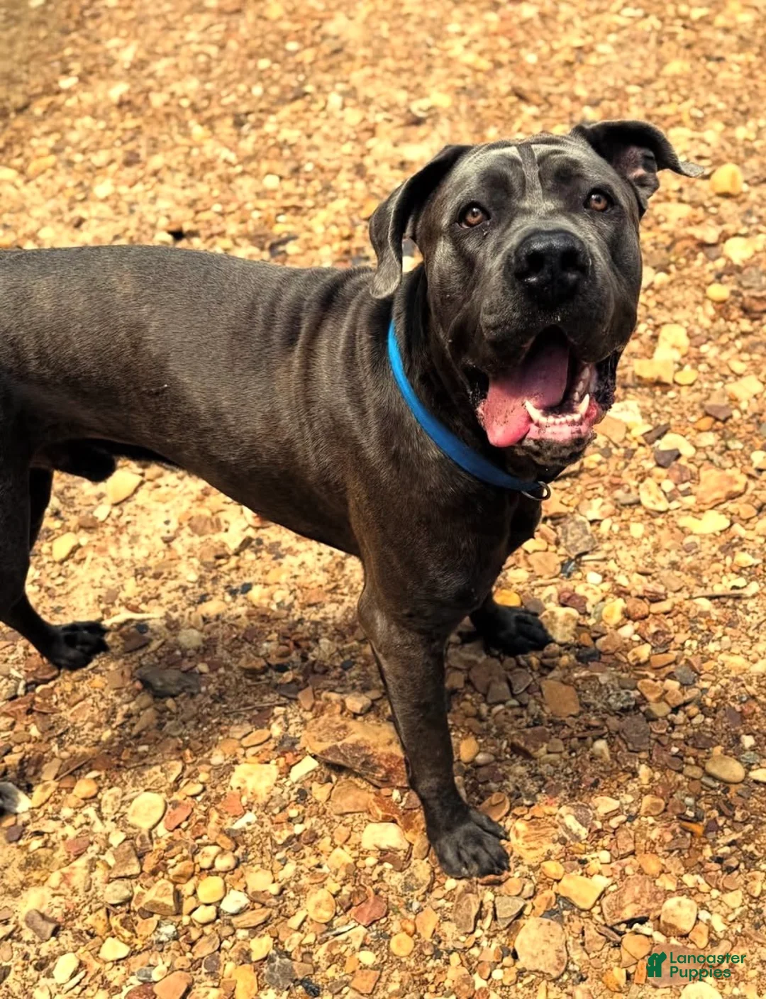 Cane Corso dogs for sale: Tally - Ad 3