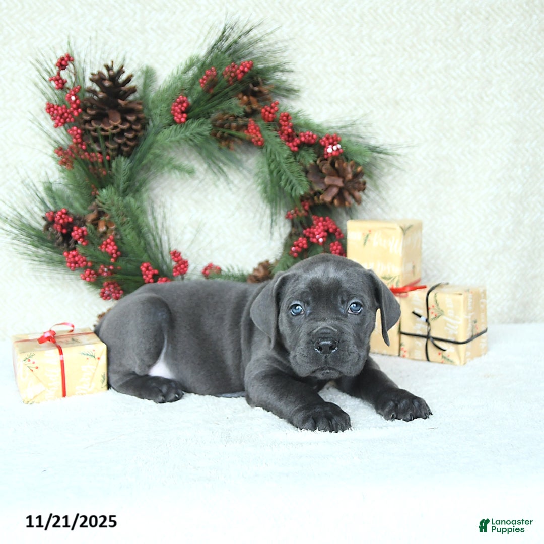 Cane Corso dogs for sale: Max - Ad 9