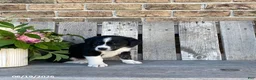 Mixed Breed dogs for sale: Panda - Ad 3
