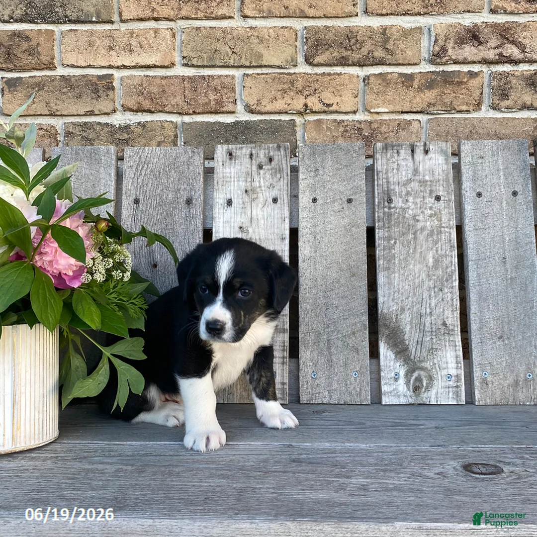 Mixed Breed dogs for sale: Panda - Ad 3