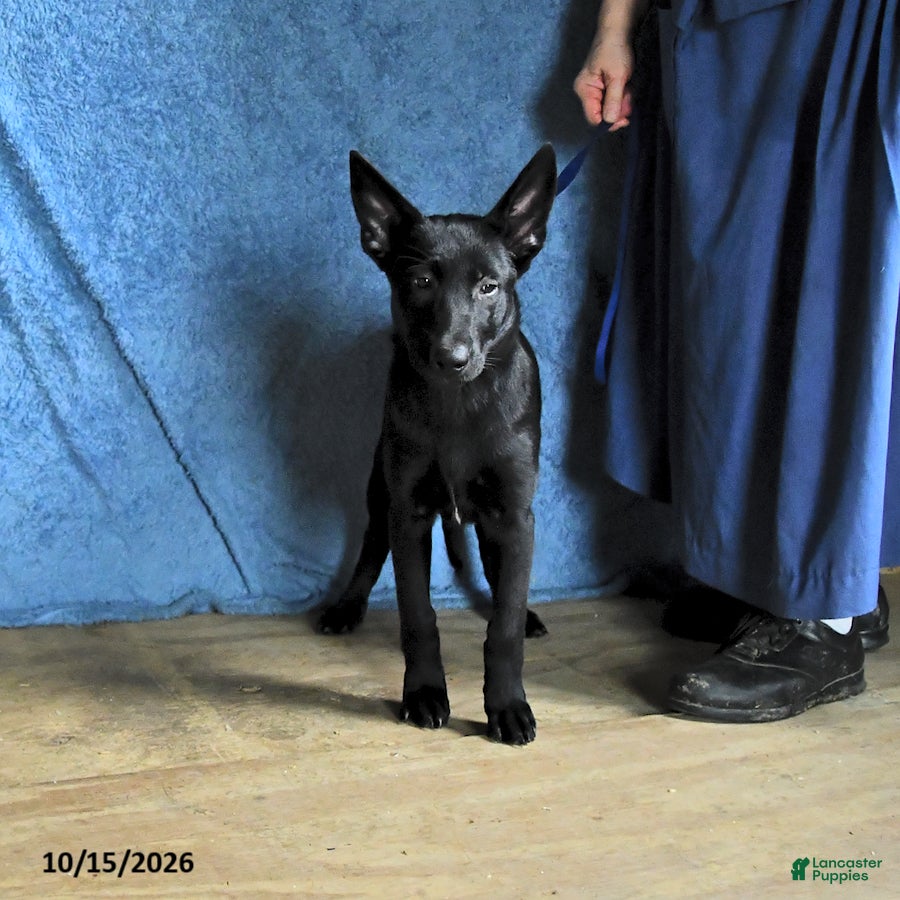 Belgian Malinois dogs for sale: Minerva - Ad 1
