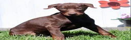 Doberman Pinscher dogs for sale: Christy - Ad 2