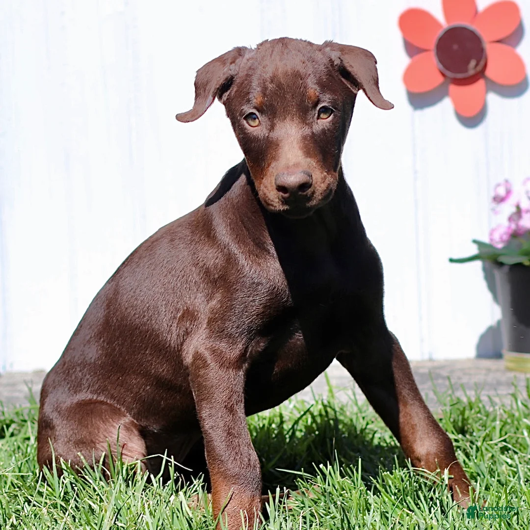 Doberman Pinscher dogs for sale: Christy - Ad 2