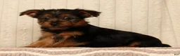 Yorkshire Terrier dogs for sale: Lucky - Ad 5