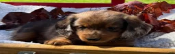Miniature Dachshund dogs for sale: Barry - Ad 4