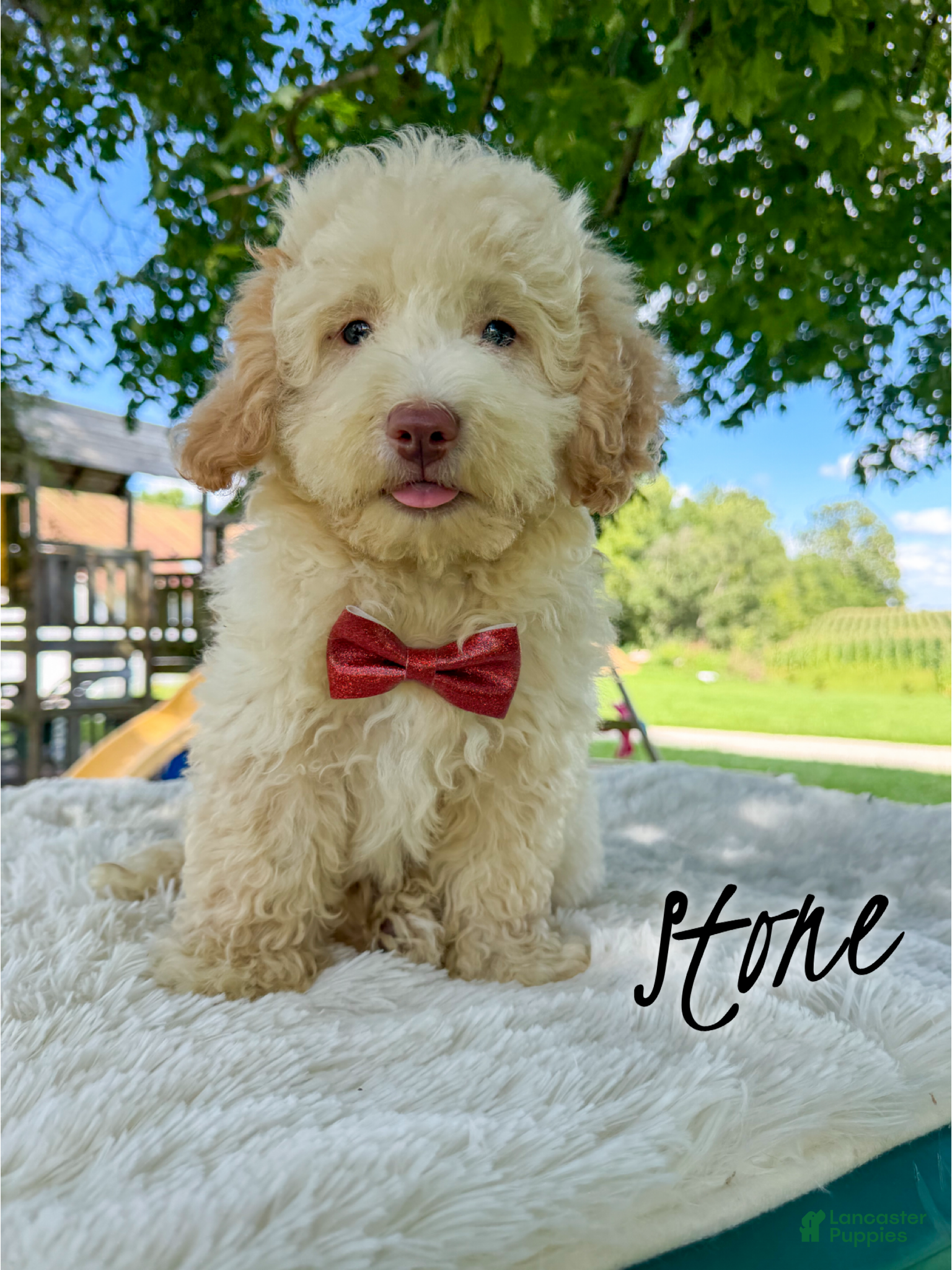 Mini Aussiedoodle dogs Stone - Micro Mini F1b - Ad 3