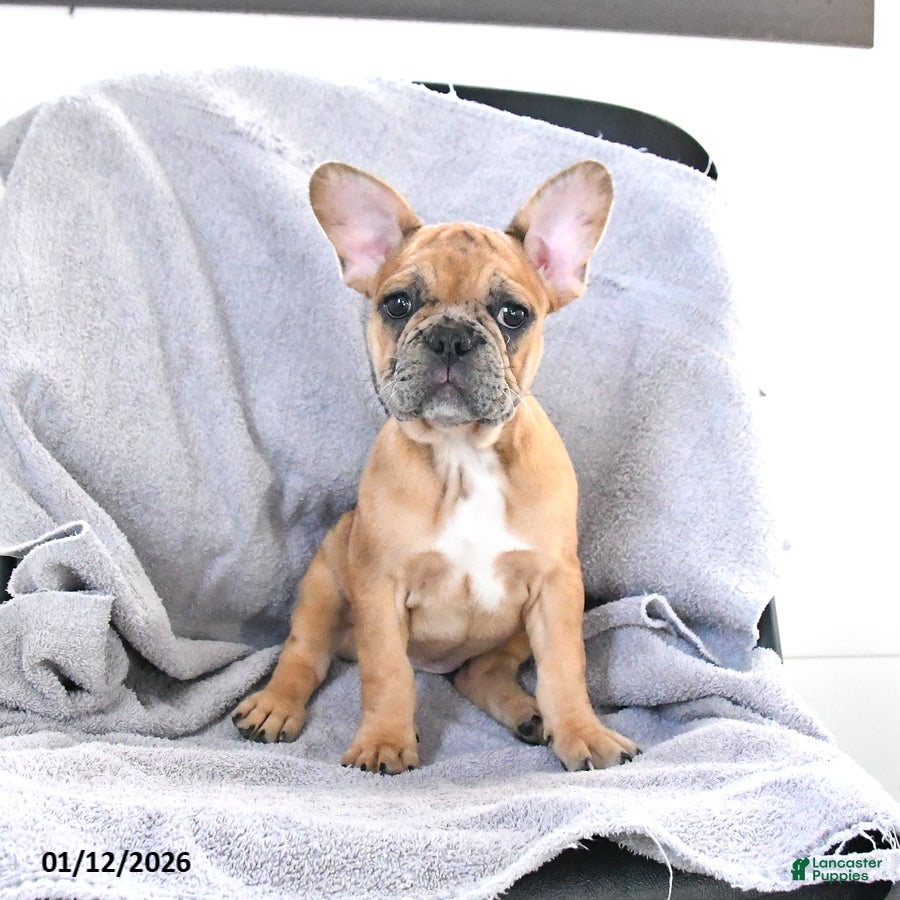 French Bulldog dogs Ashley - Ad 28