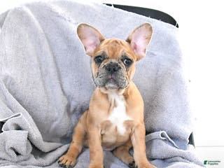 French Bulldog dogs Ashley - Ad 28