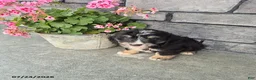 Mini Bernedoodle dogs for sale: Eddie - Ad 3