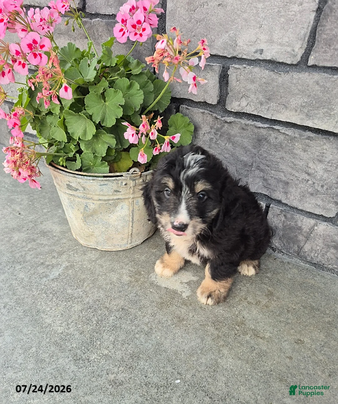Mini Bernedoodle dogs for sale: Eddie - Ad 3
