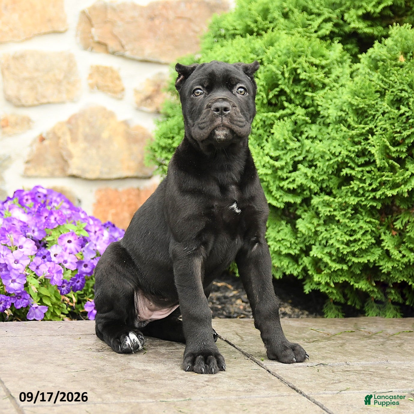 Cane Corso dogs Cleo - Ad 1