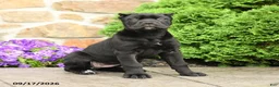 Cane Corso dogs for sale: Cleo - Ad 1
