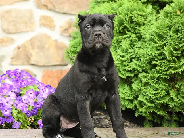 Cane Corso dogs Cleo - Ad 1