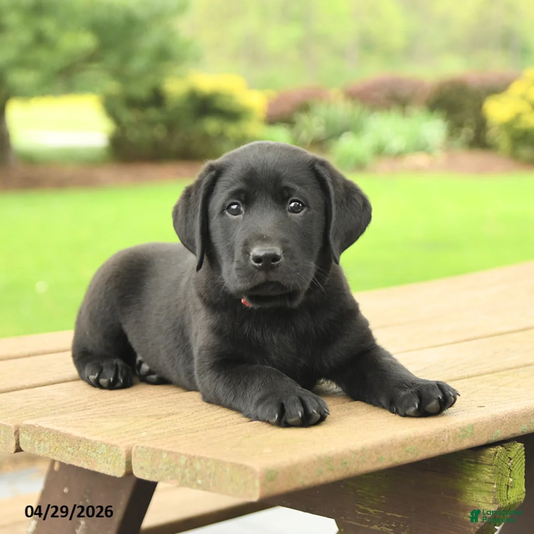 Labrador Retriever dogs for sale: Buddy - Ad 2