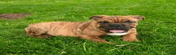 English Bulldog dogs for sale: Elizabeth - Ad 2