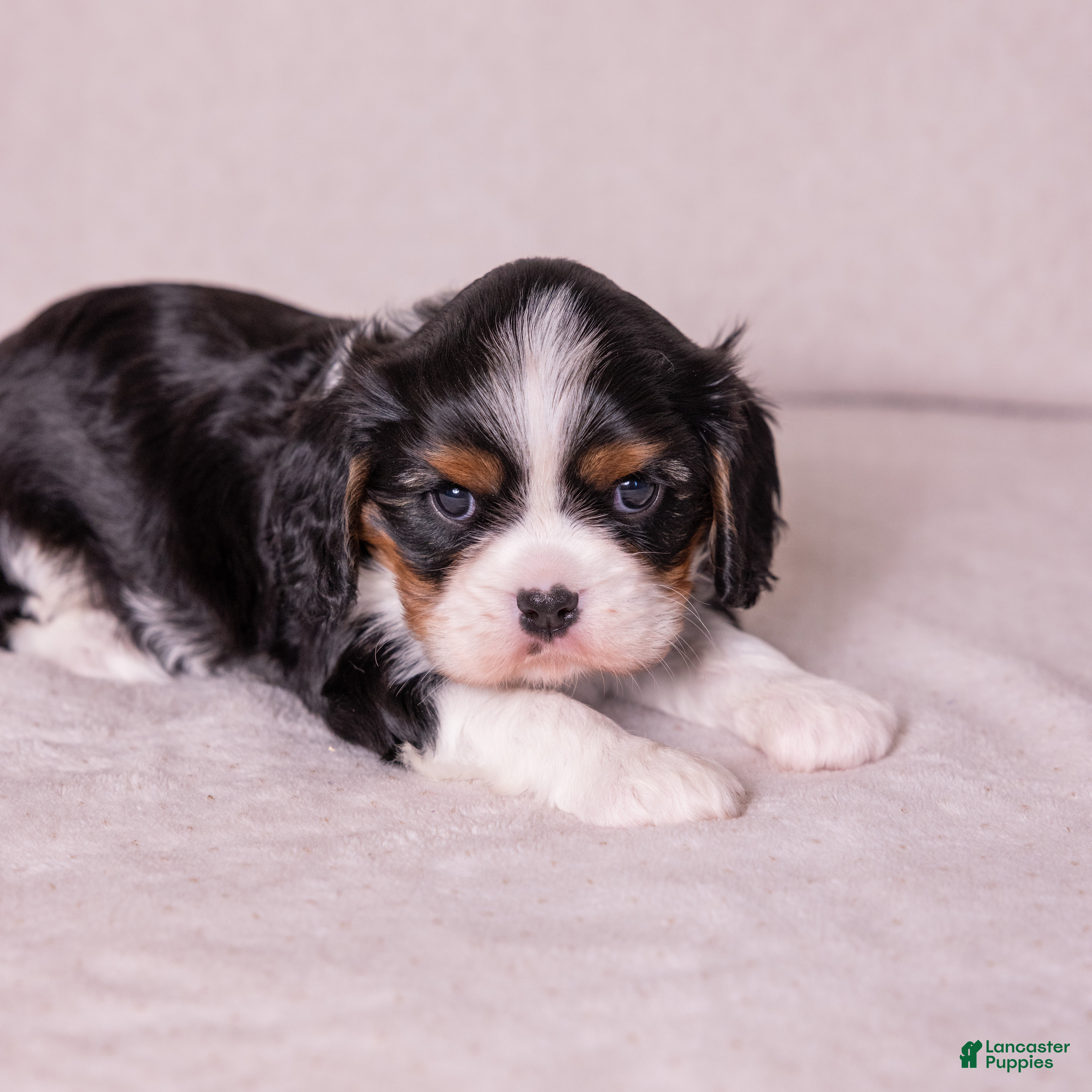 Cavalier King Charles Spaniel dogs Kudos - Ad 2