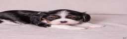 Cavalier King Charles Spaniel dogs for sale: Kudos - Ad 2