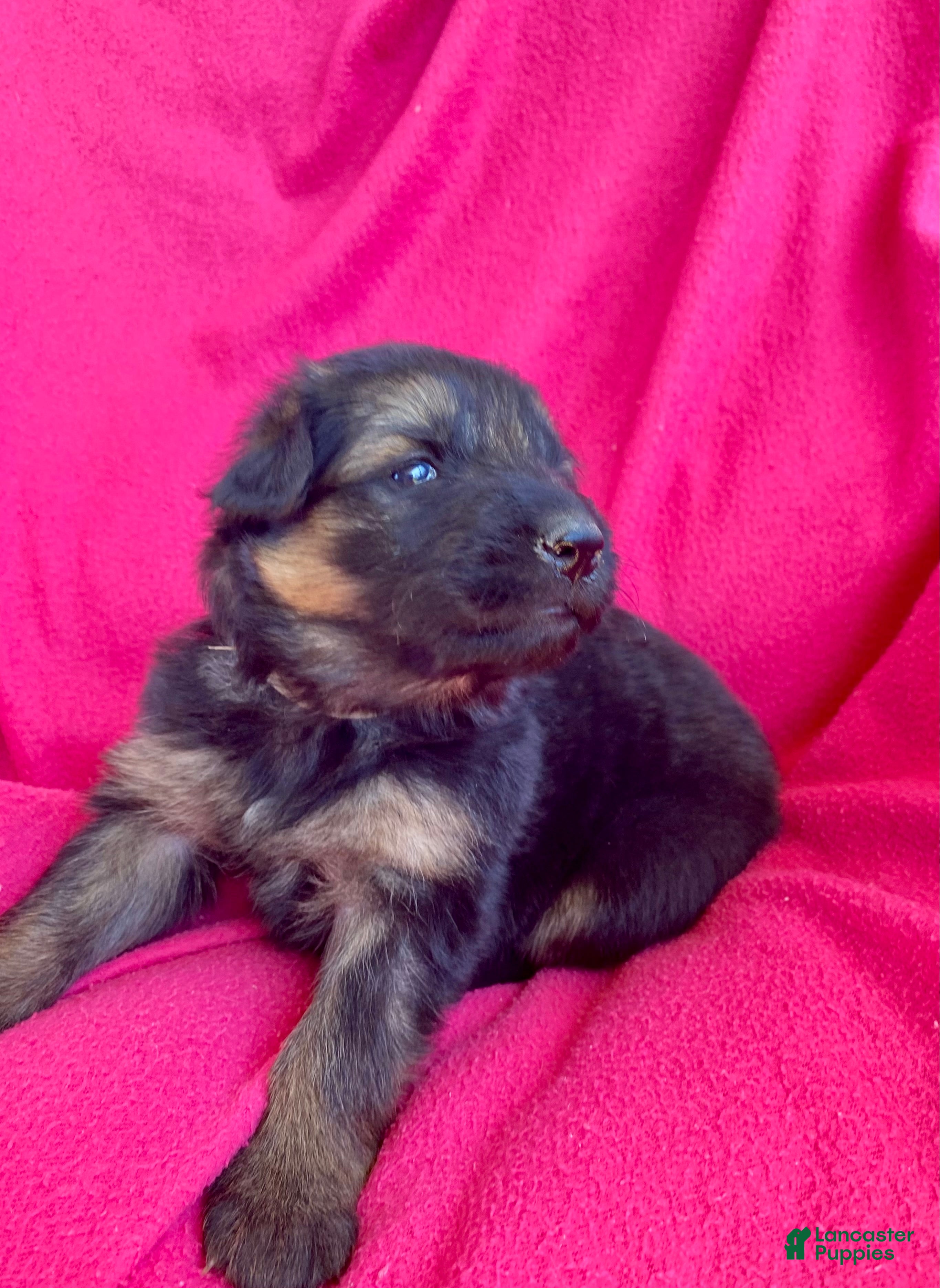 German Shepherd dogs German Shepherd Puppy 7 - Ad 25