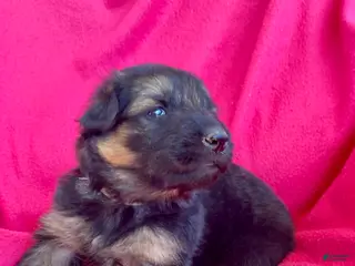 German Shepherd dogs German Shepherd Puppy 7 - Ad 25