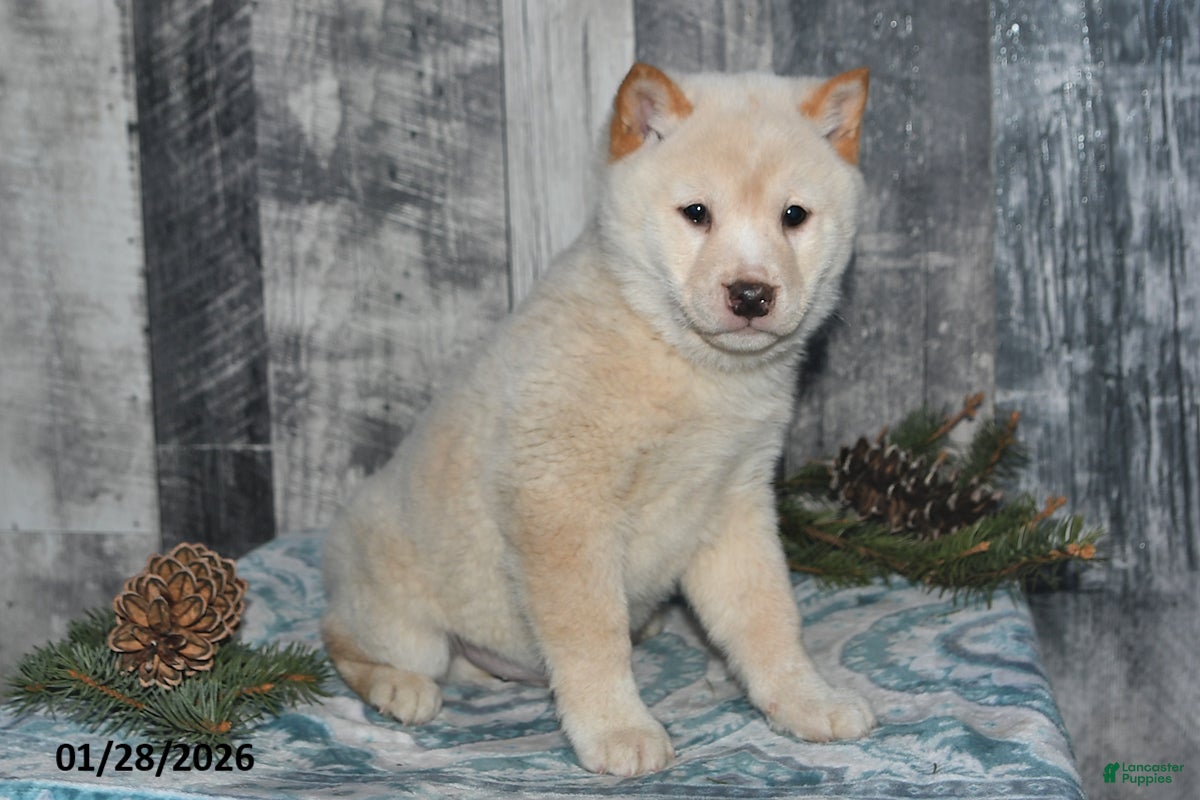 Shiba Inu dogs Jasper - Ad 2
