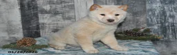 Shiba Inu dogs for sale: Jasper - Ad 2