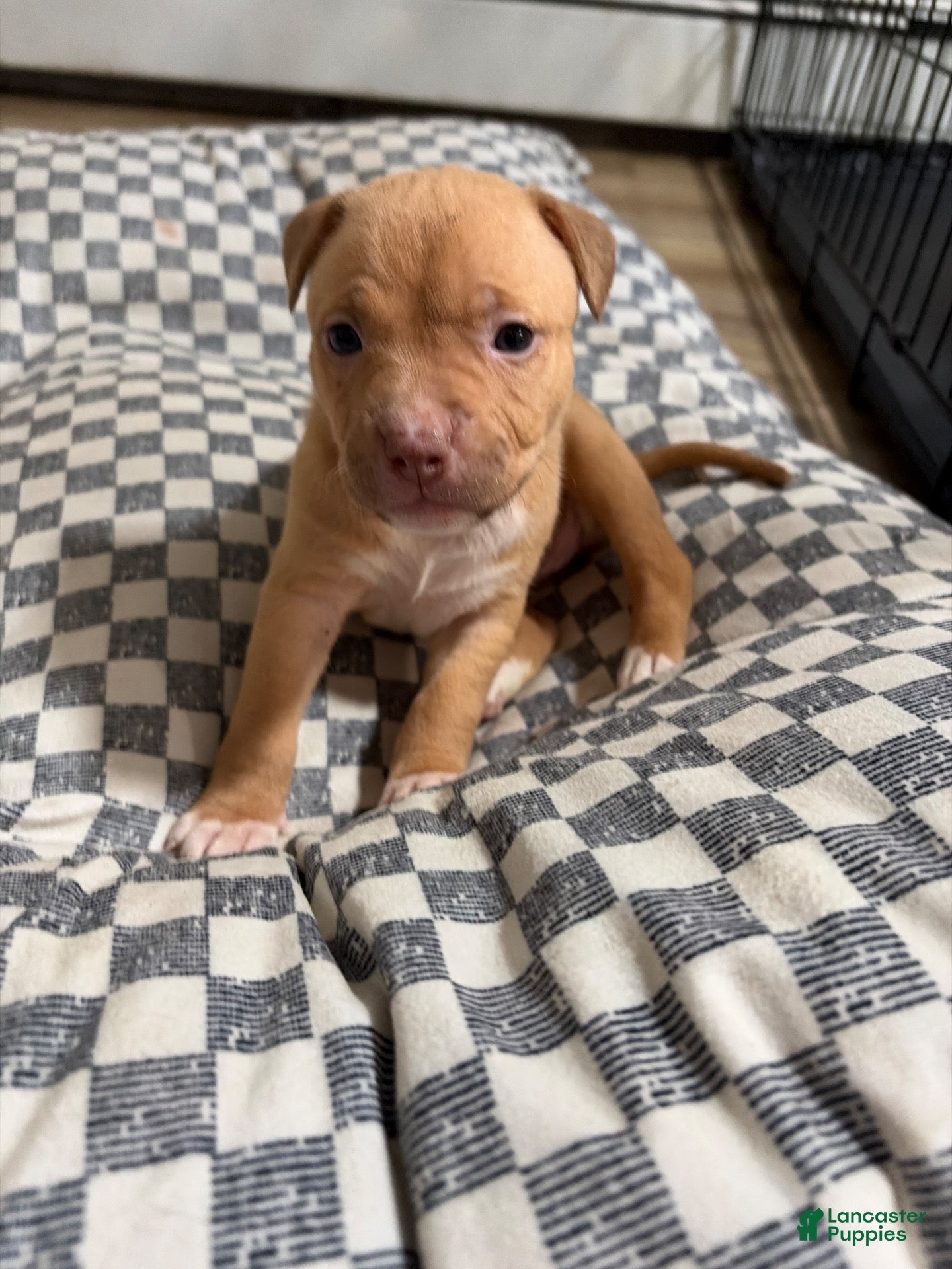 American Pit Bull Terrier dogs American Pit Bull Terrier 5 - Ad 26