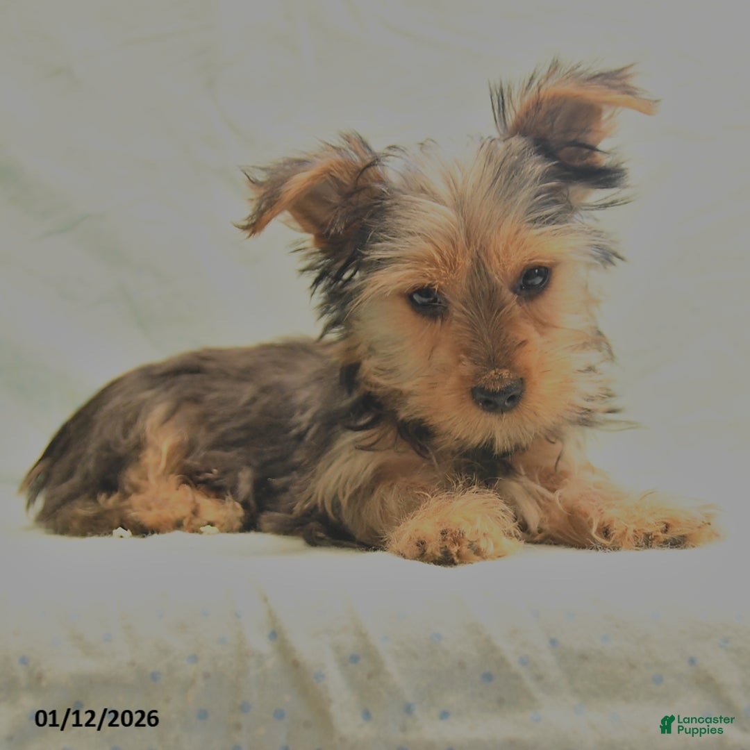 Yorkshire Terrier dogs for sale: Davis - Ad 4