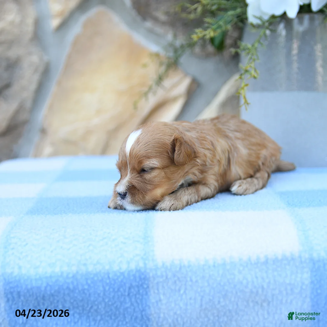 Cavapoo dogs for sale: Sammy - Ad 1