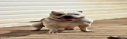 American Bully dogs for sale: 9x Kennels Björn Ironside Aka Cubb  - Ad 38