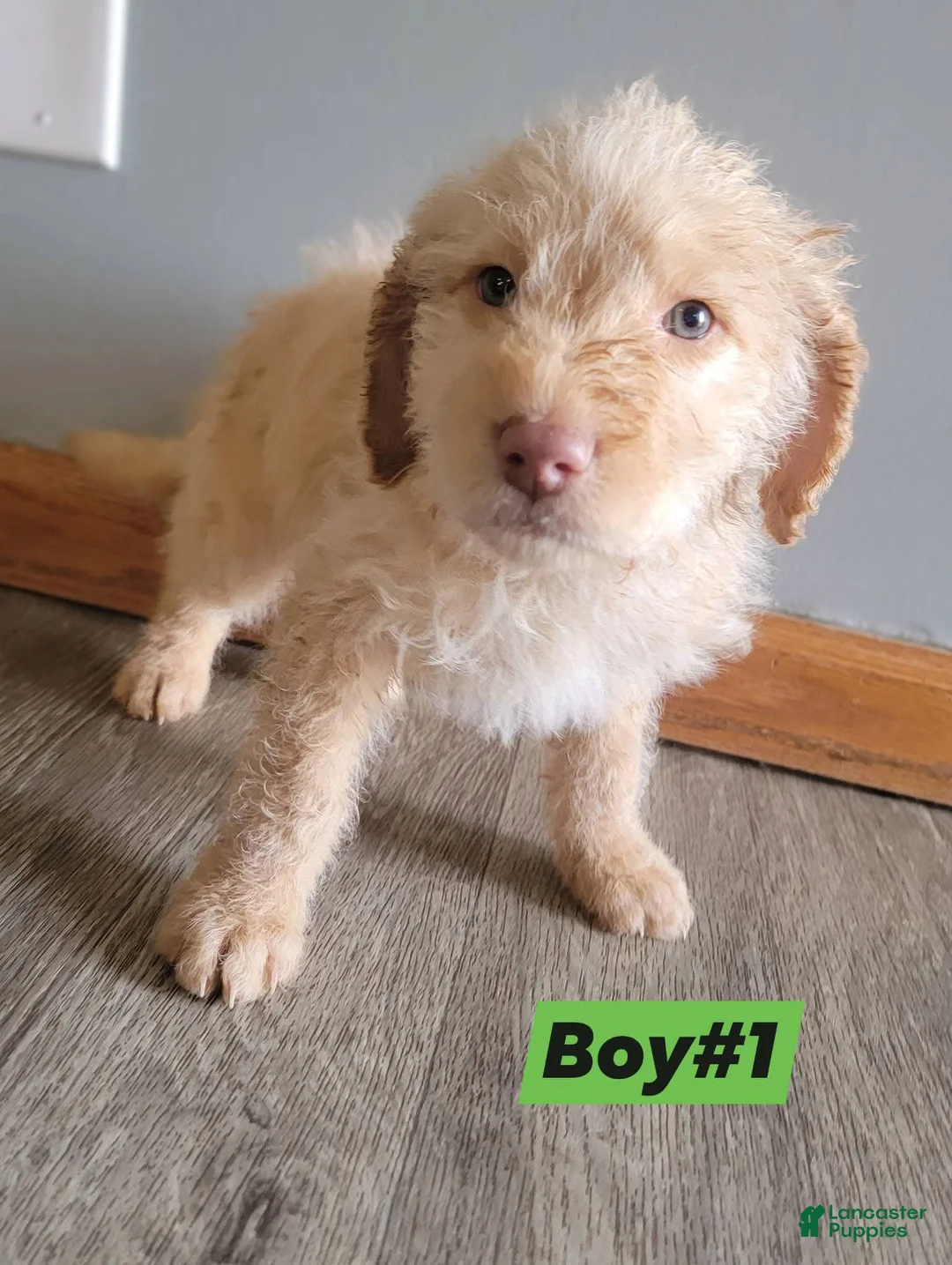 Double Doodle dogs for sale: Double Doodle Puppy 1 - Ad 2