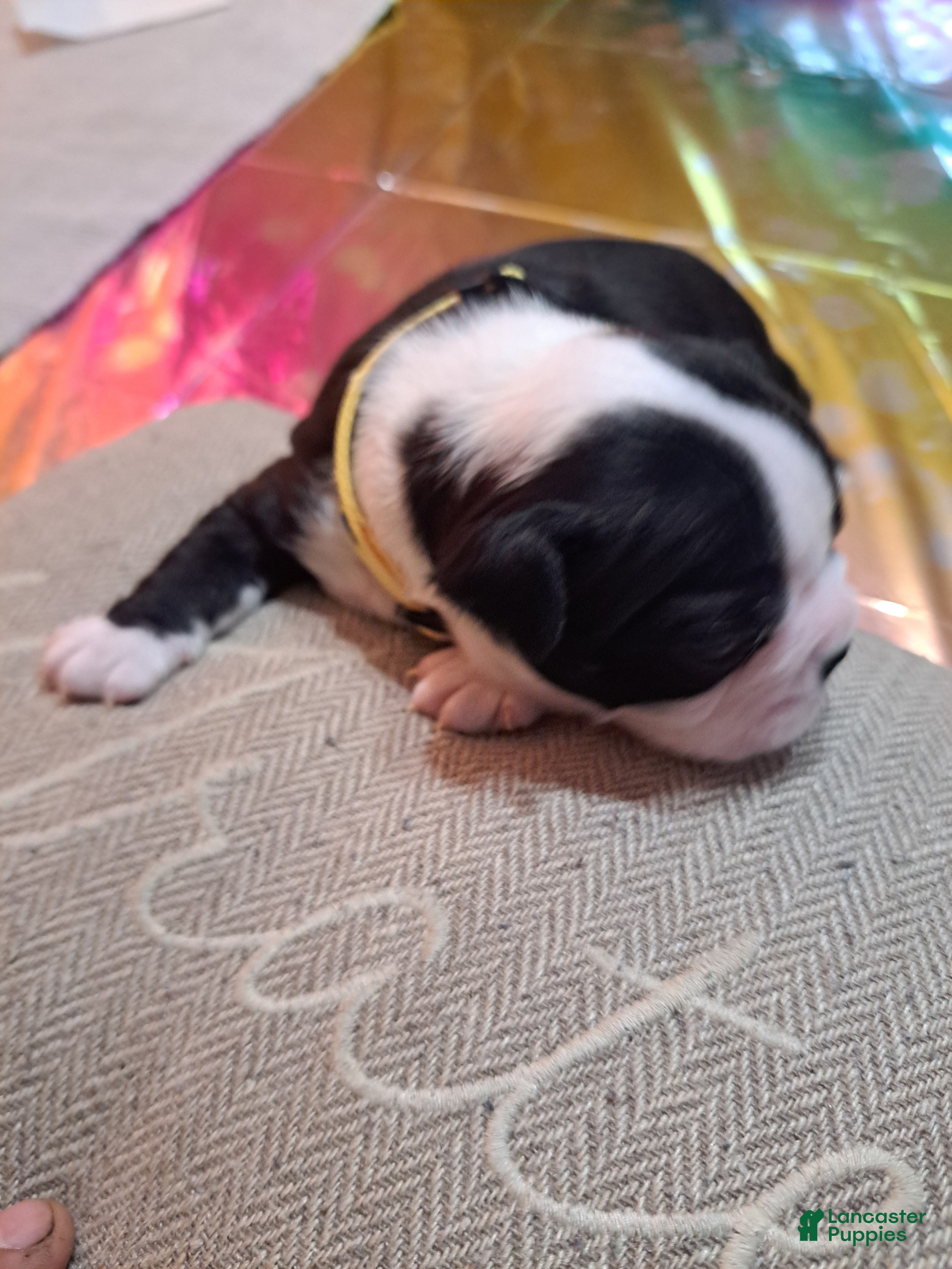 Boston Terrier dogs Boston Terrier Puppy 4 - Ad 4
