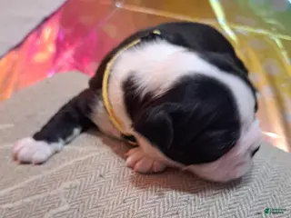 Boston Terrier dogs Boston Terrier Puppy 4 - Ad 35