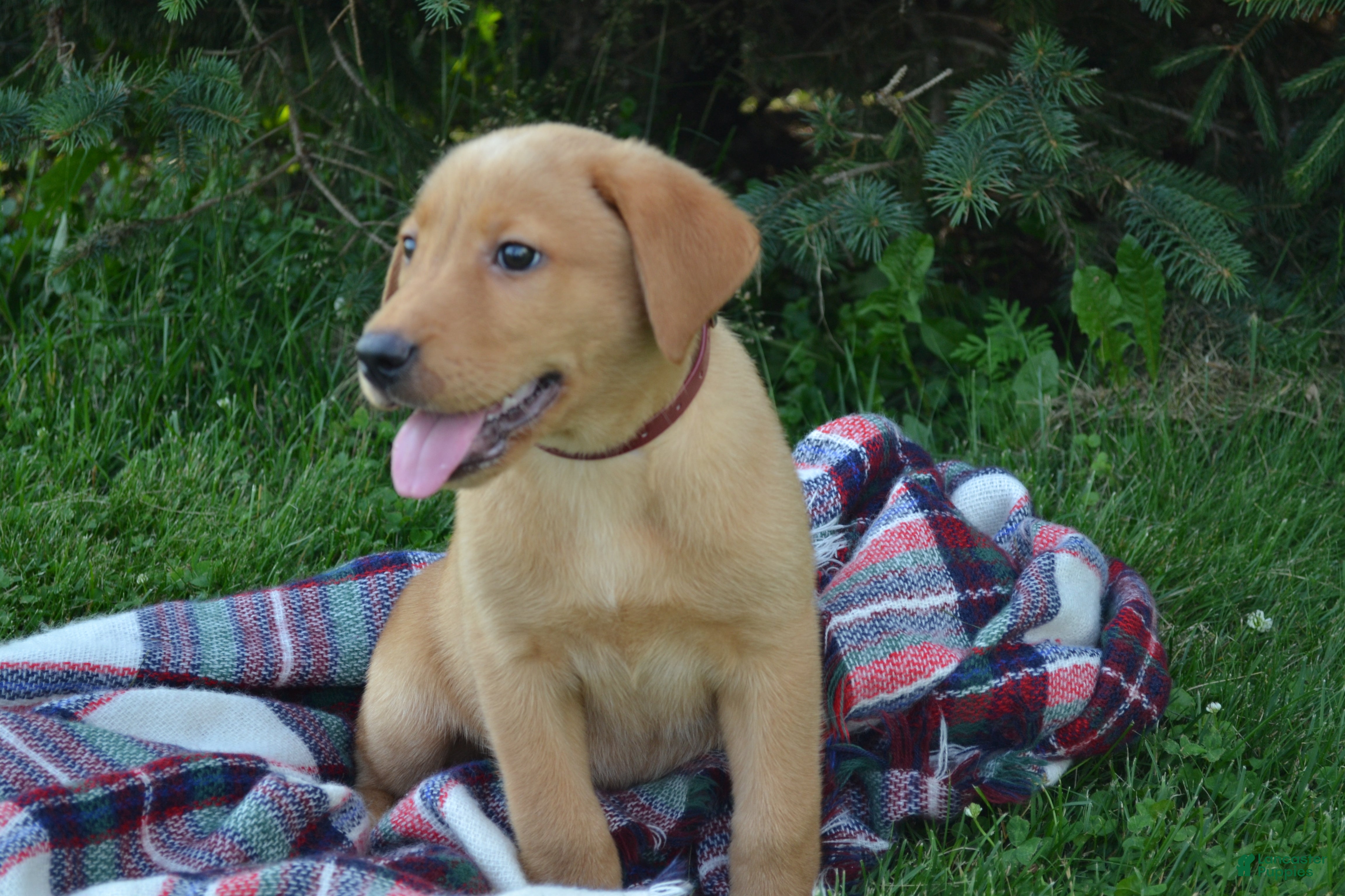 Labrador Retriever dogs Copper - Ad 32