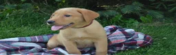 Labrador Retriever dogs for sale: Copper - Ad 1