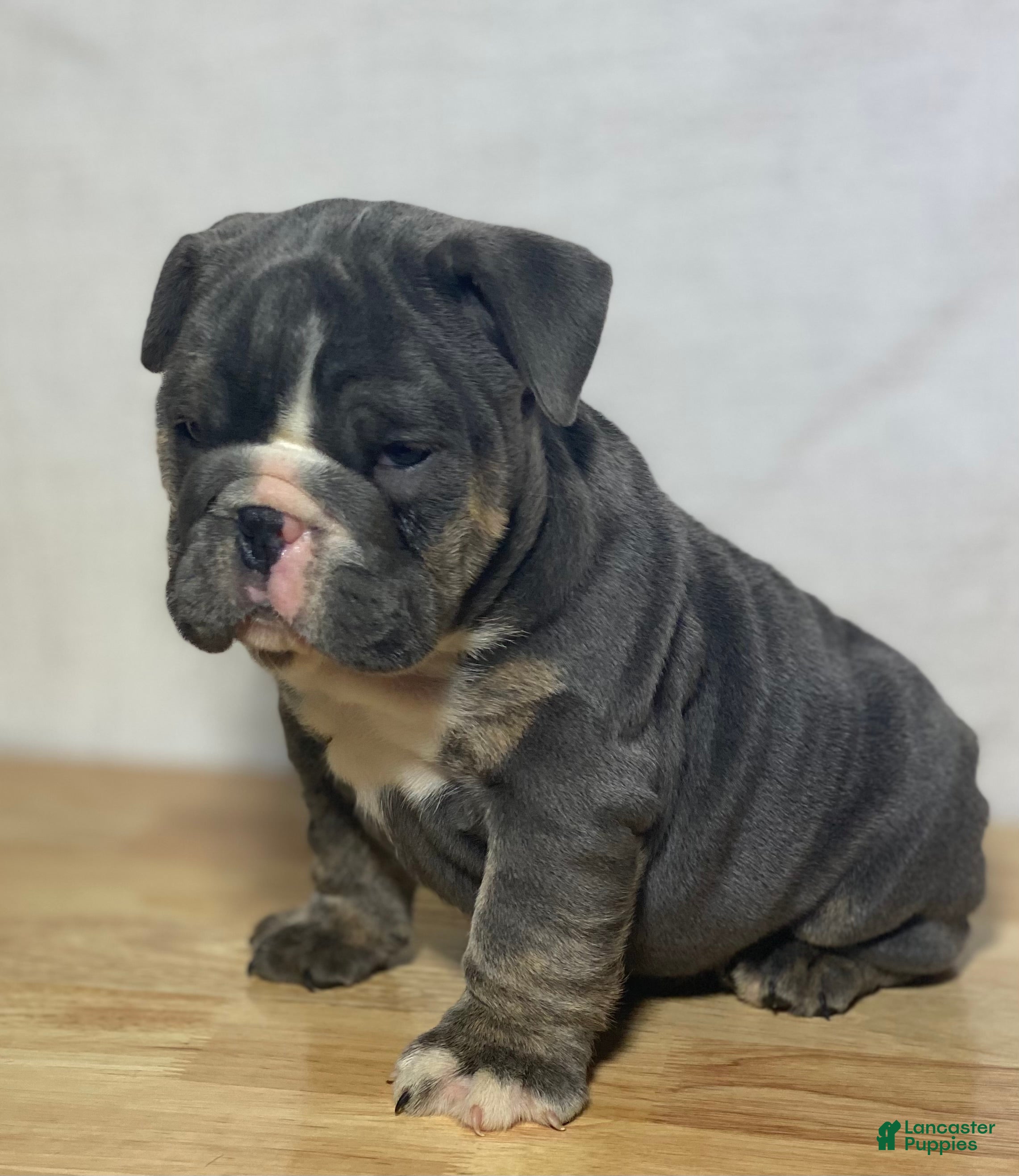English Bulldog dogs Fiona  - Ad 2