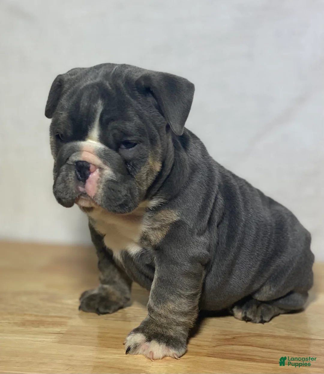 English Bulldog dogs for sale: Fiona  - Ad 2