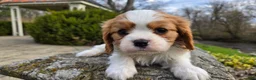 Cavalier King Charles Spaniel dogs for sale: Zack - Ad 13