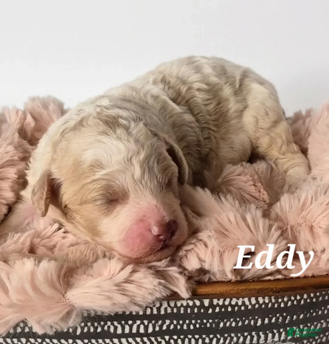 Mixed Breed dogs for sale: Eddy - Ad 1