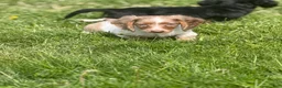 Miniature Dachshund dogs for sale: Plum Dappled LH on hold  - Ad 7