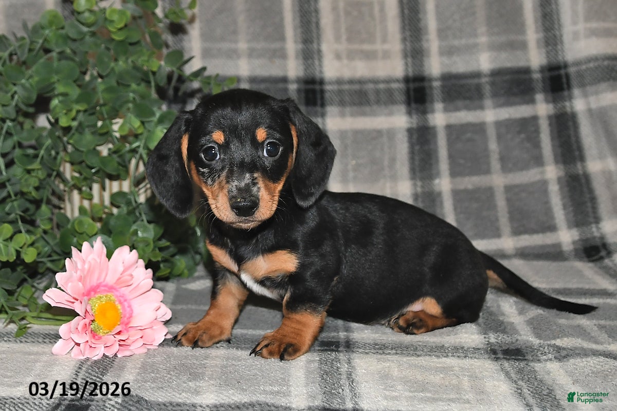 Miniature Dachshund dogs Cory - Ad 1