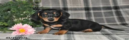Miniature Dachshund dogs for sale: Cory - Ad 1
