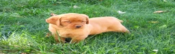 Labrador Retriever dogs for sale: Ramona - Ad 5